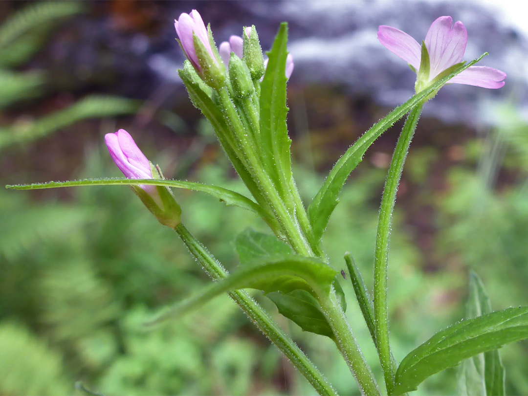 Flowers and leaves