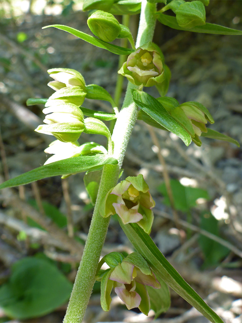 Broad-leaved helleborine