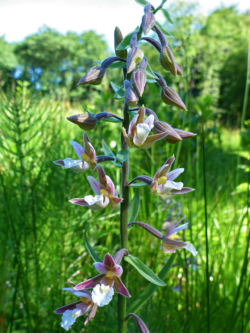 Elongated flower cluster