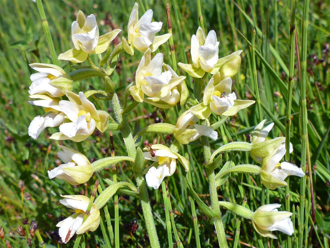 Yellow-flowered variety