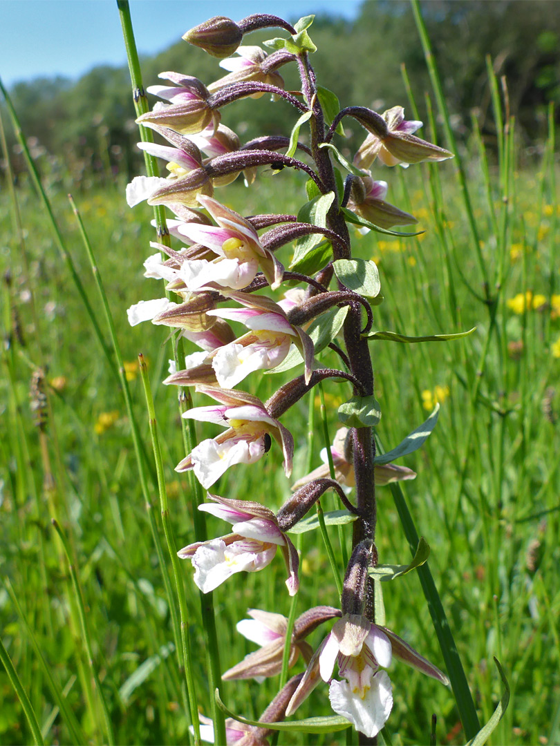 One-sided inflorescence