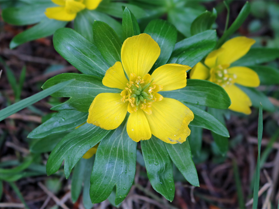 Flower and leaves