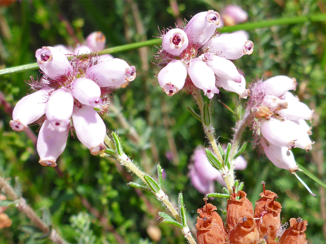 Cross-leaved heath