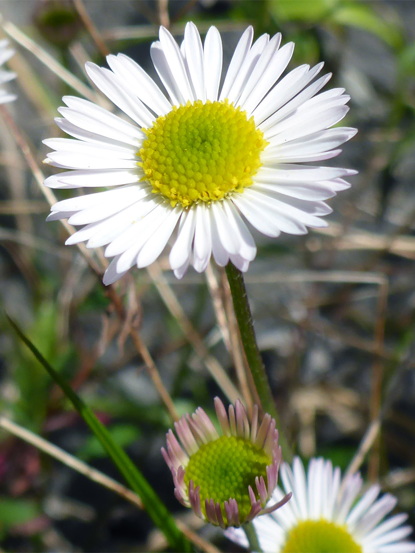 Mexican fleabane