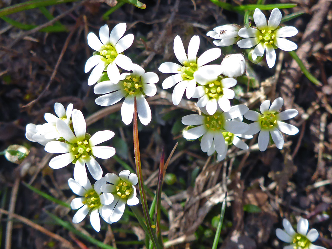 Common whitlowgrass