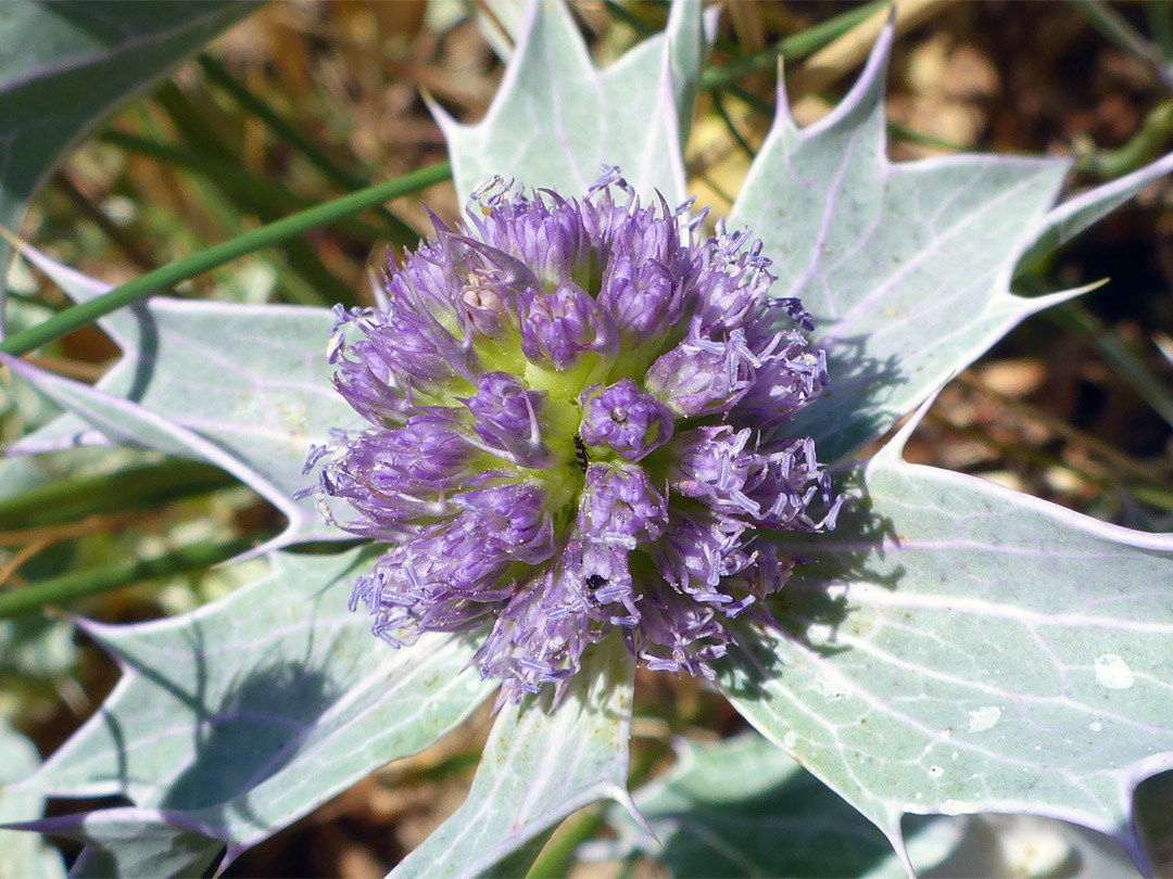 Spherical flower cluster