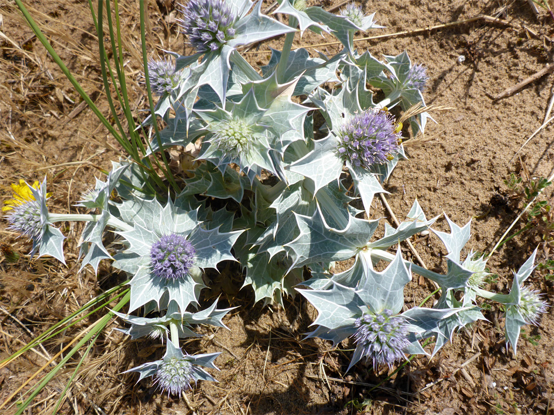 Sea holly