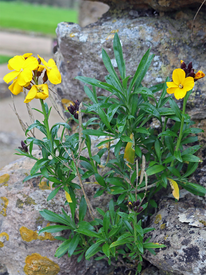 Leaves and flowers