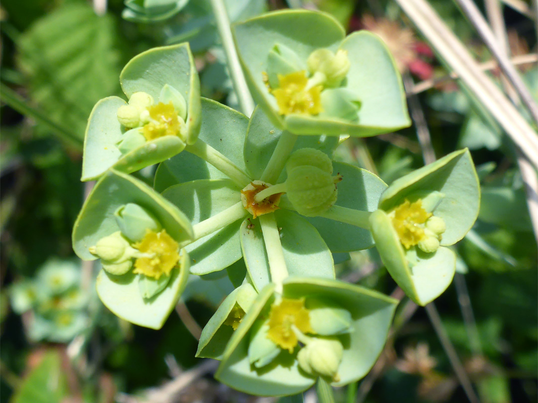 Inflorescence