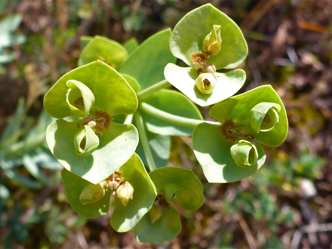 Sea spurge