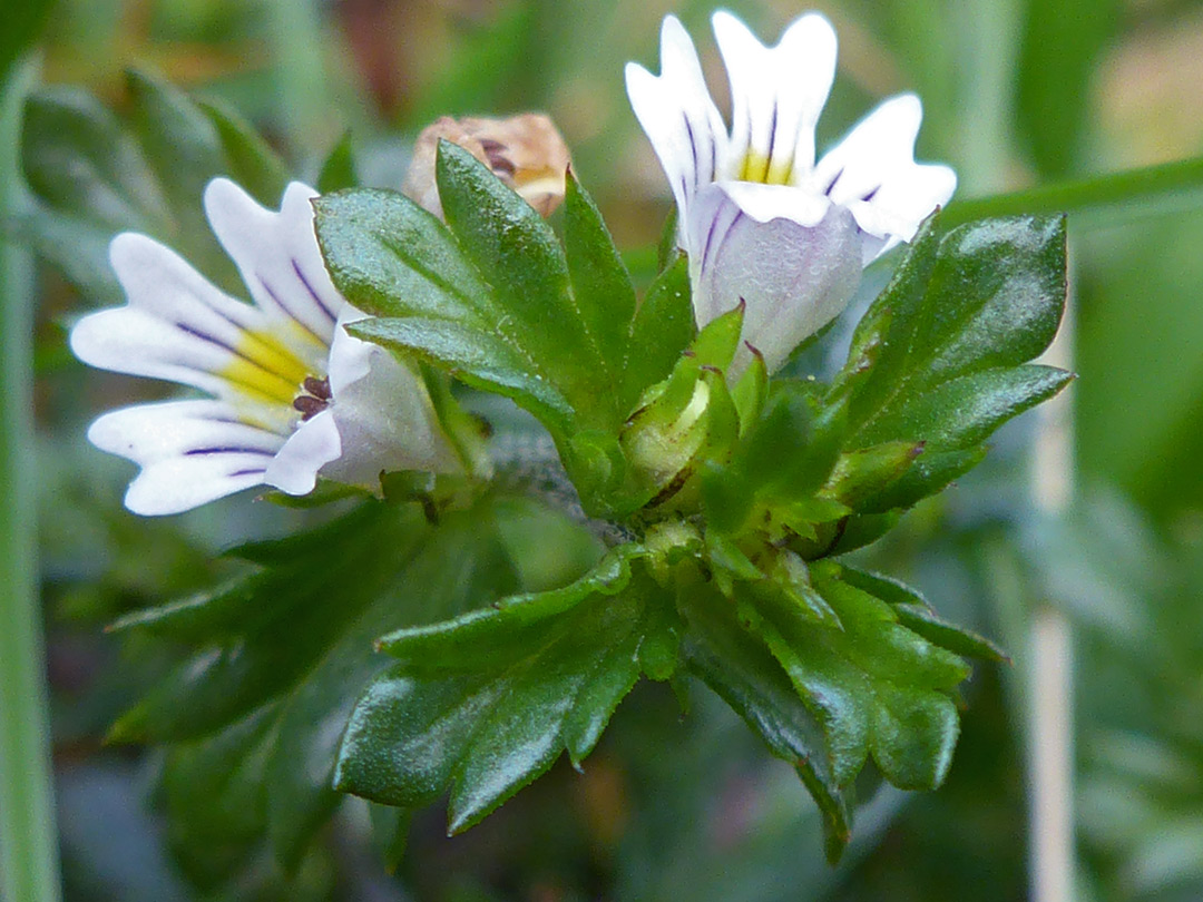 Flowers and hairy, clustered leaves