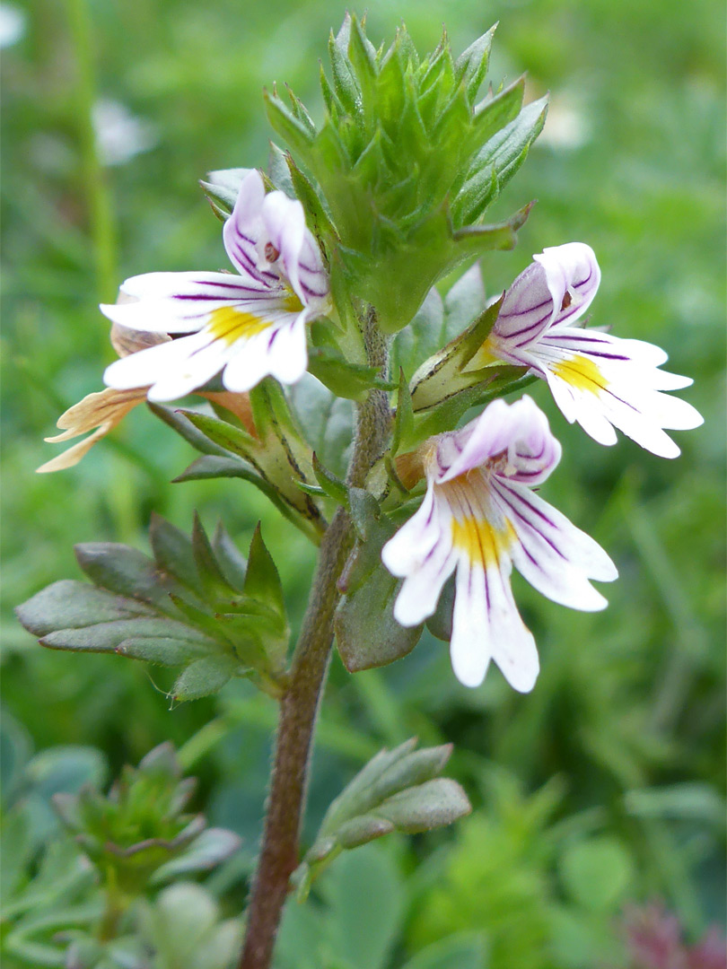 Flowers and lobed, hairless leaves