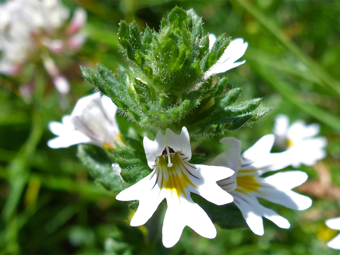 Eyebright