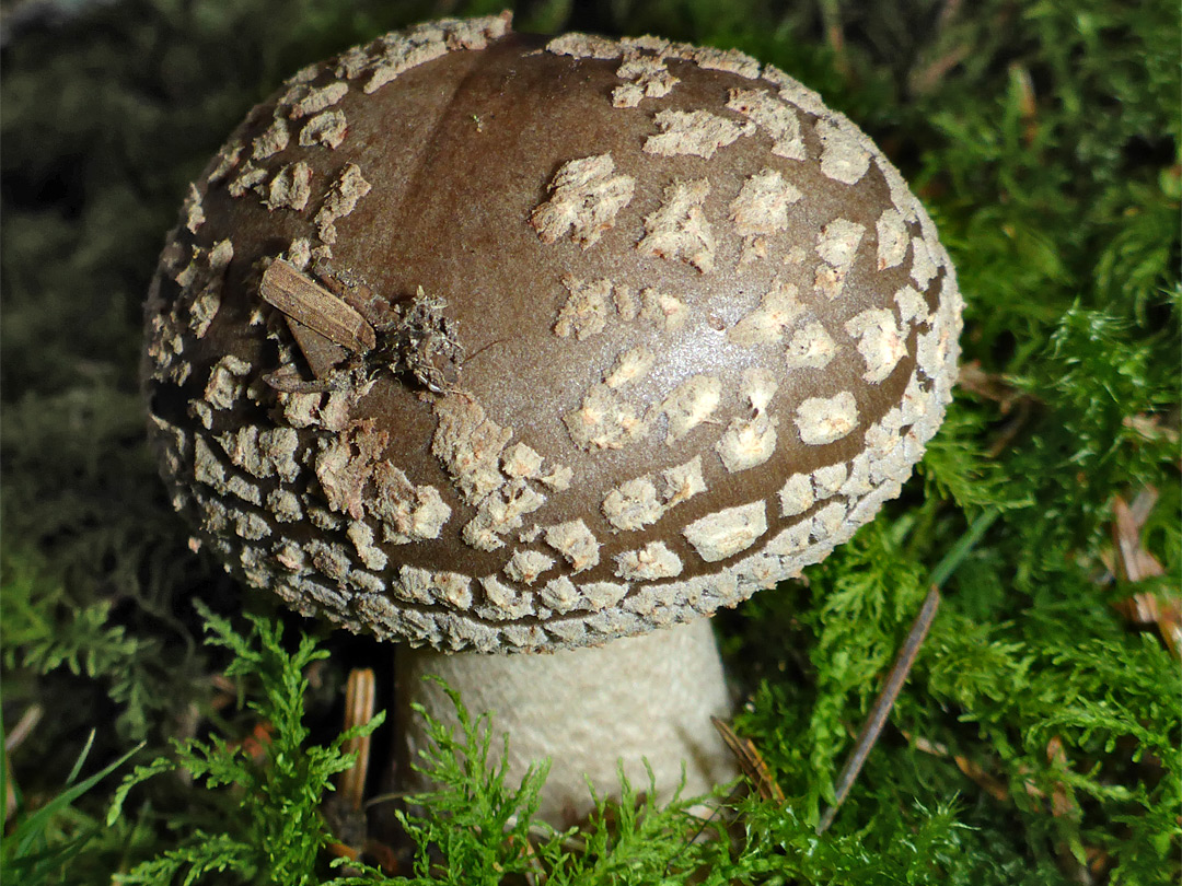 Amanita