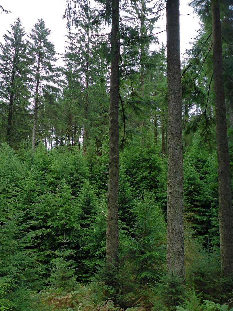 Young and old conifers