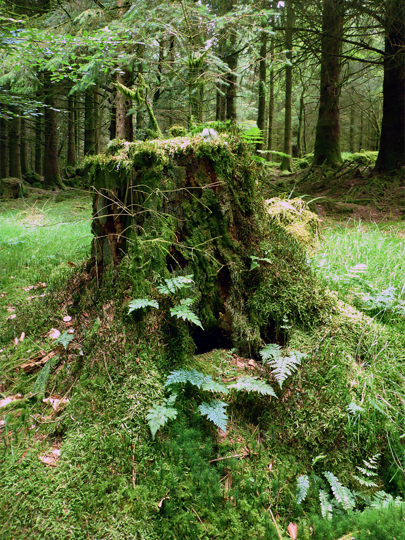 Mossy stump