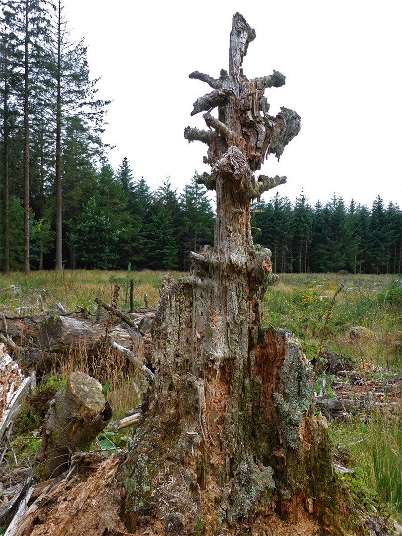 Rotten stump