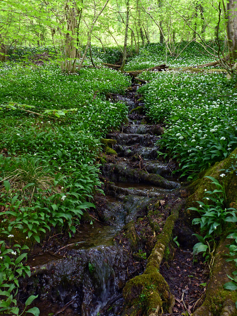 Stream and wild garlic