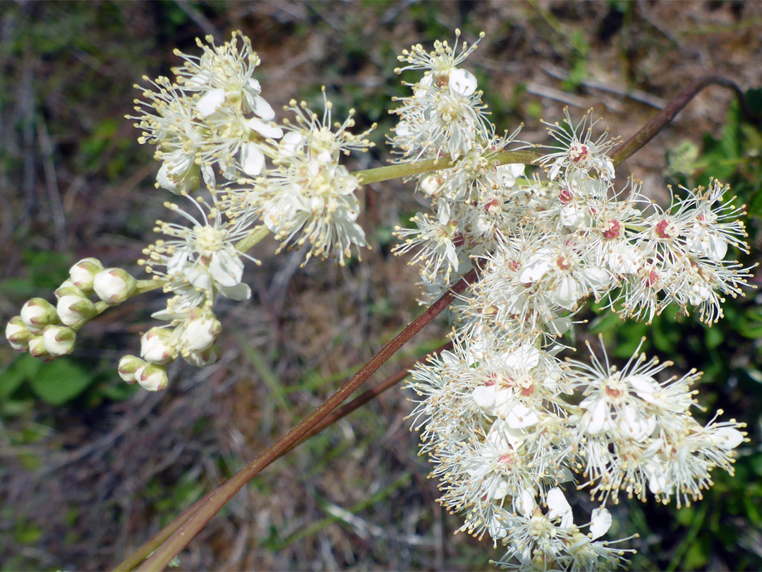 Meadowsweet