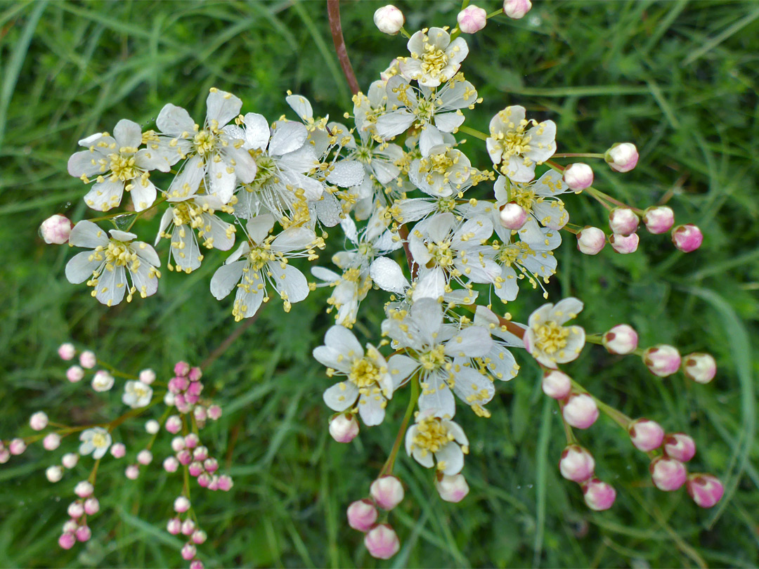 White flowers