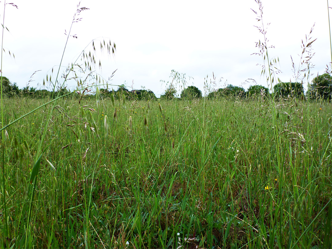 Long grass