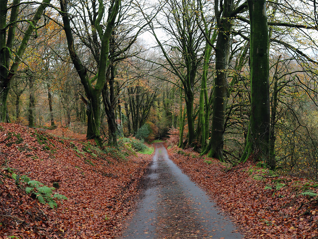 Road through the reserve