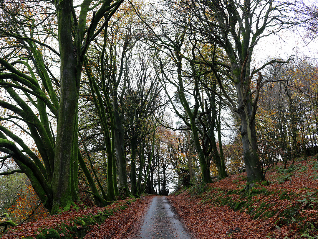 Folly Lane