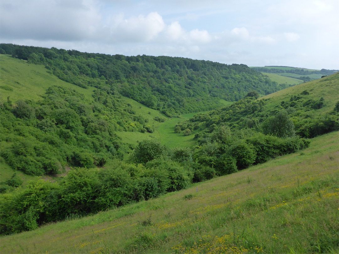 Grassy slope