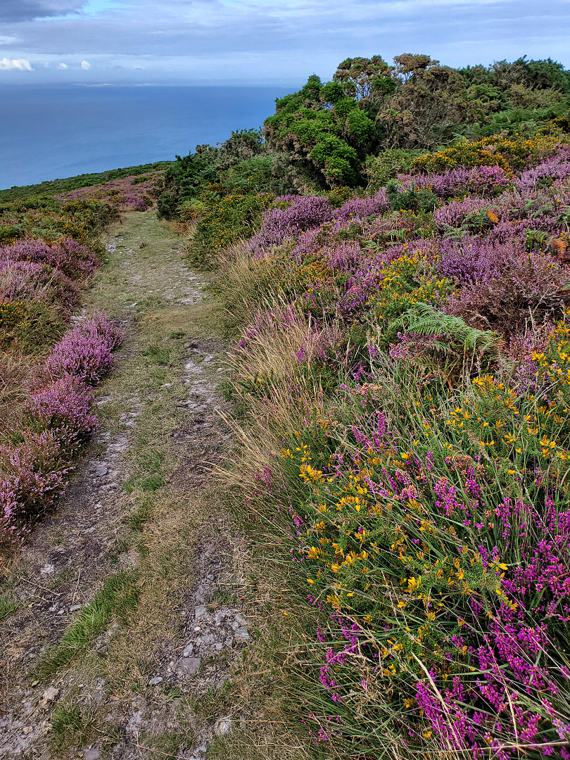 Heather by the path