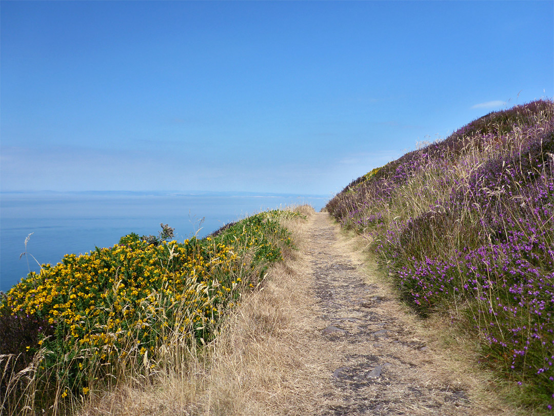 Gorse and heather