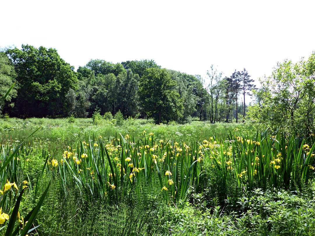 Iris, and many other plants