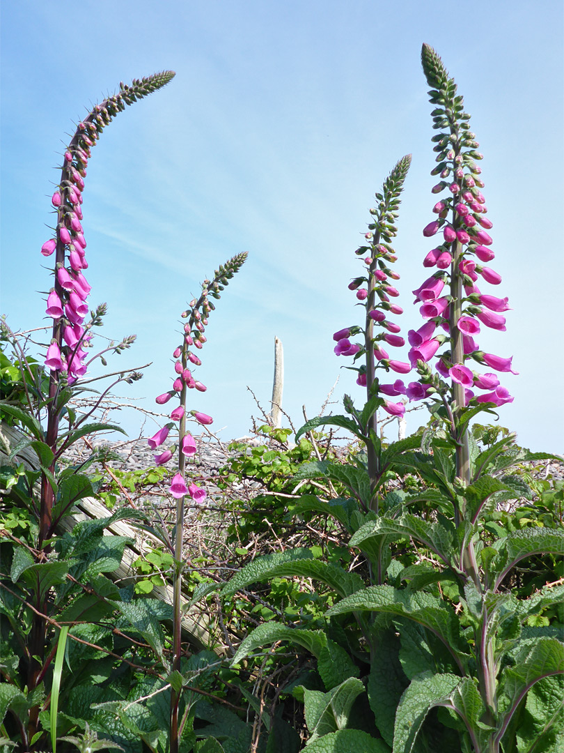 Four flowering stems