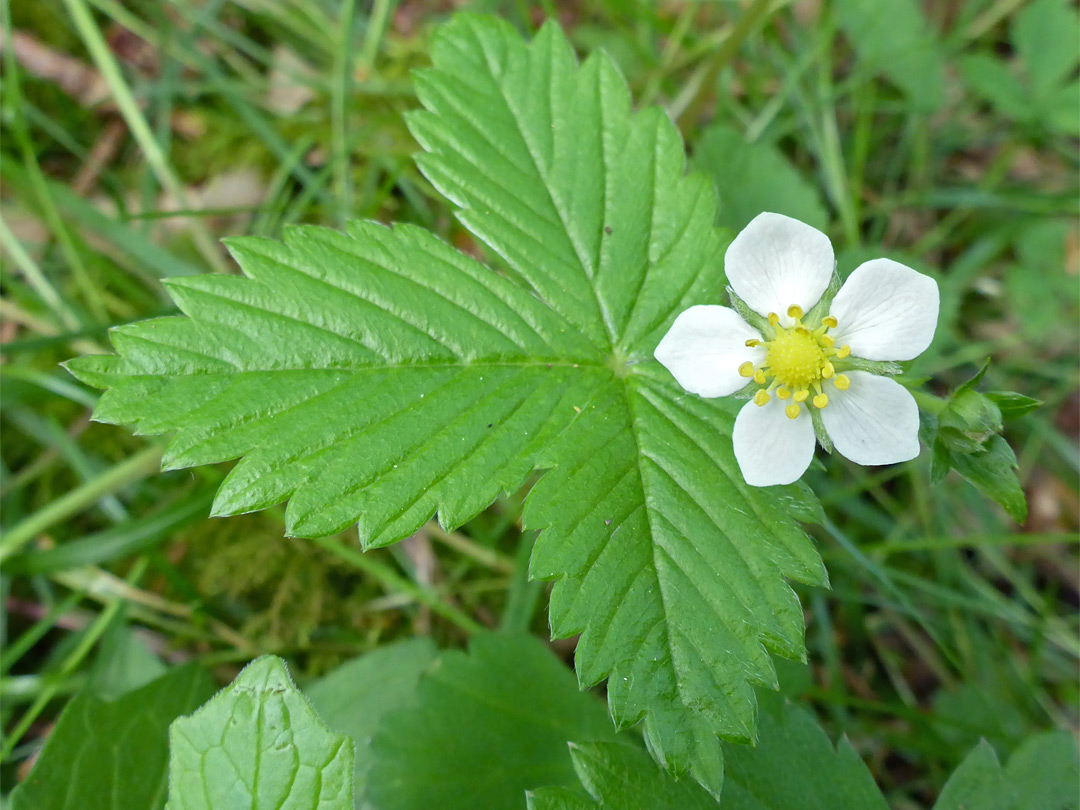 White flower and green, trifoliate leaf