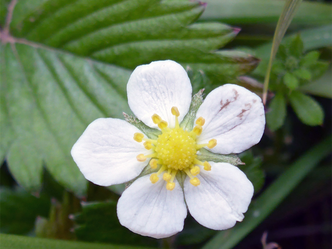 White petals and green sepals