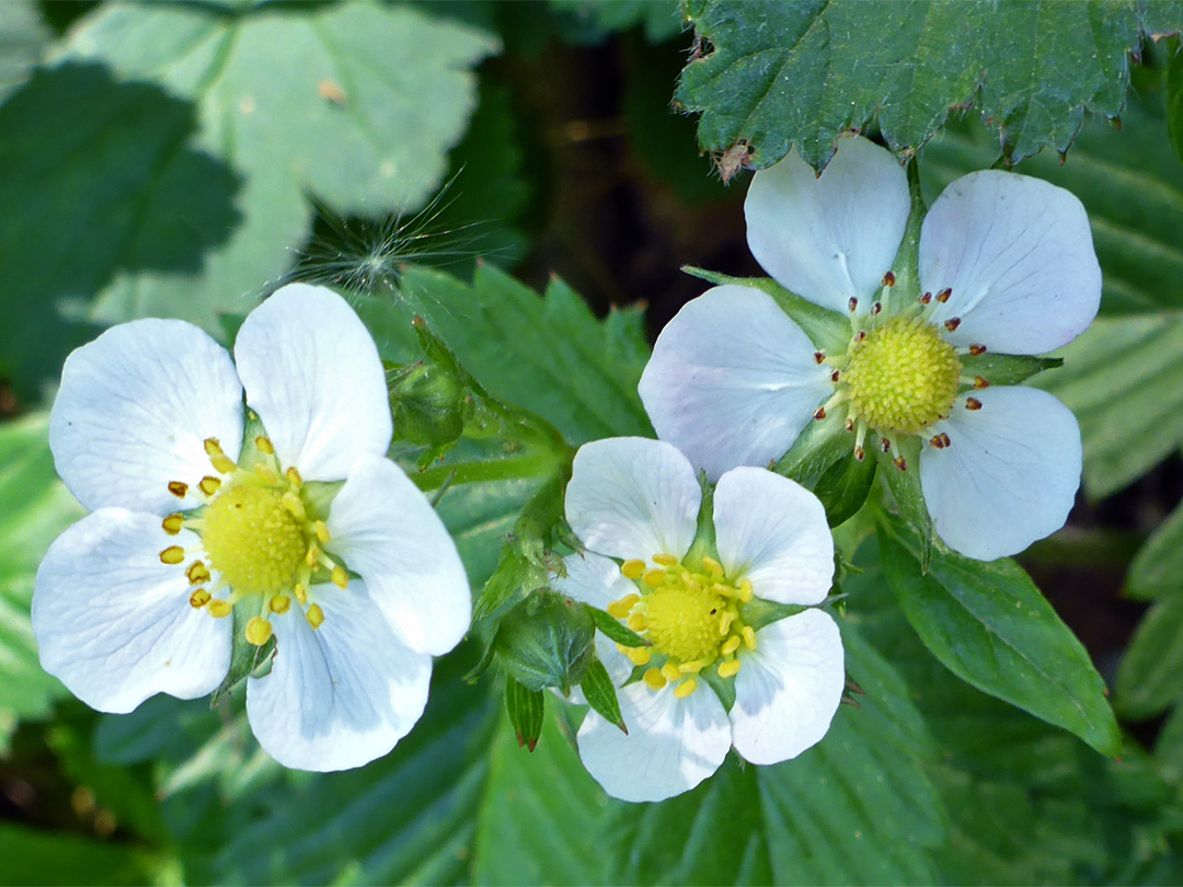 Three white flowers