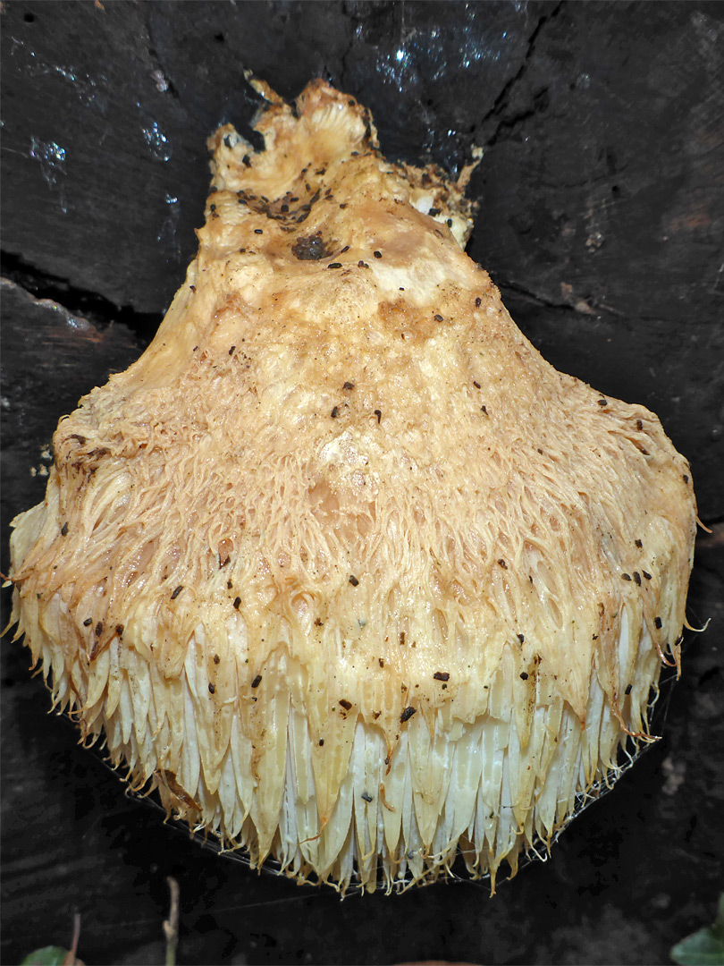 Lion's mane mushroom