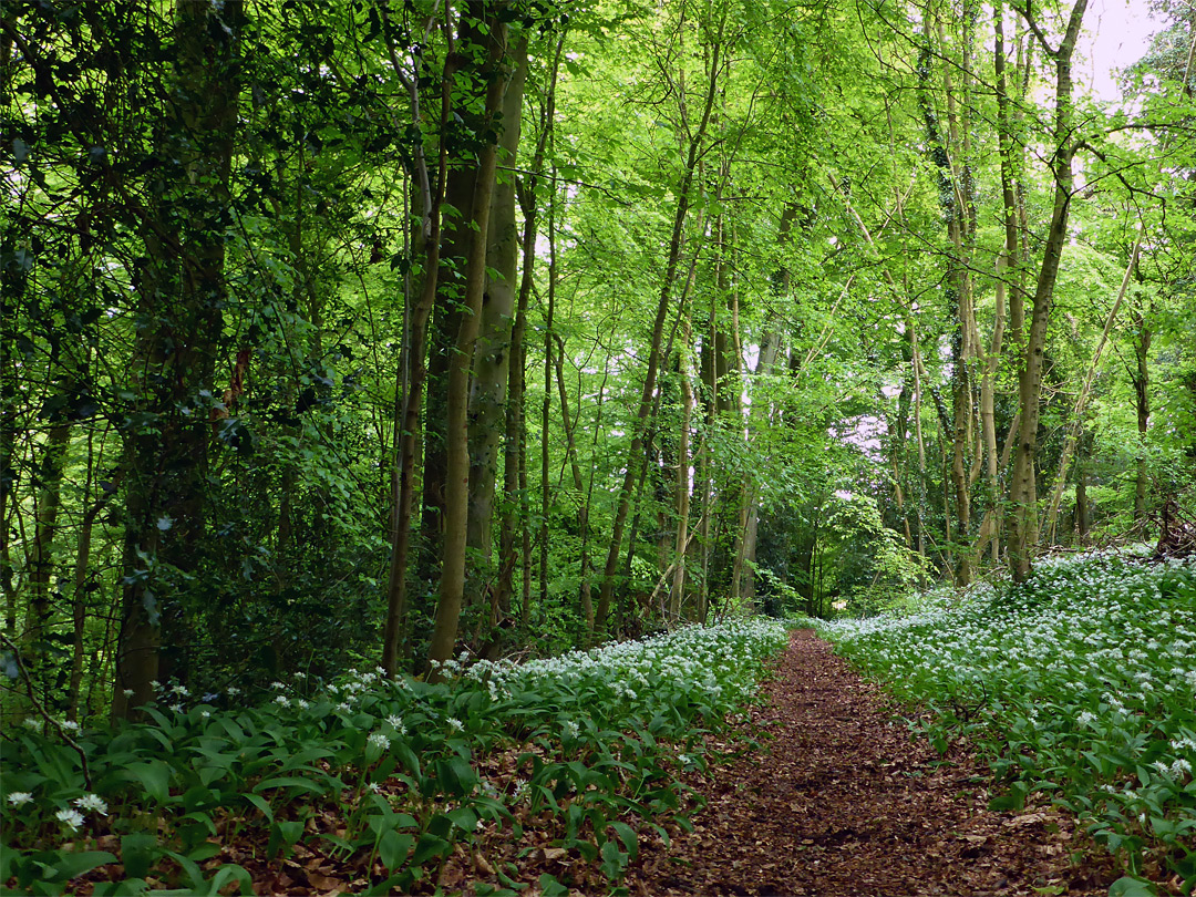 Woodland path