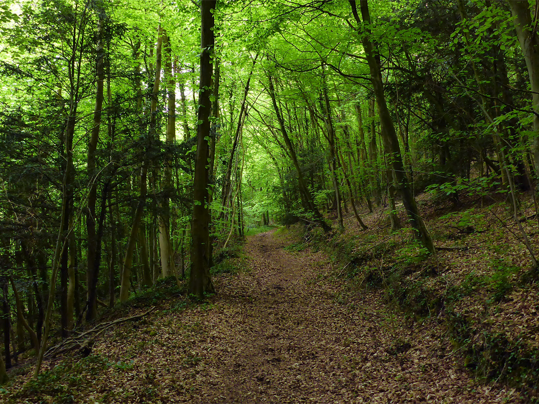 Track through the woods