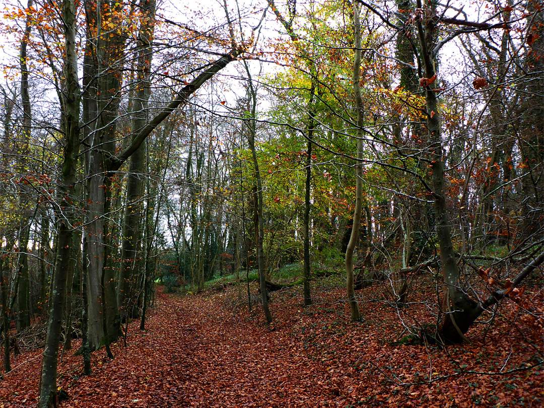 Path in late autumn