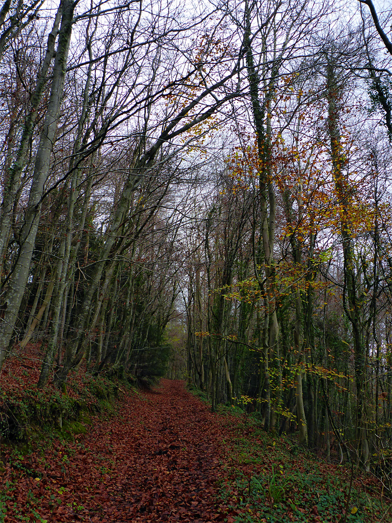 Leaves along a track