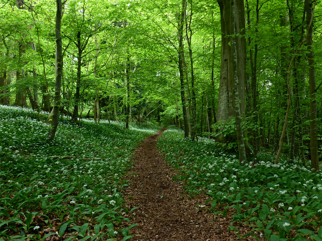 Wild garlic