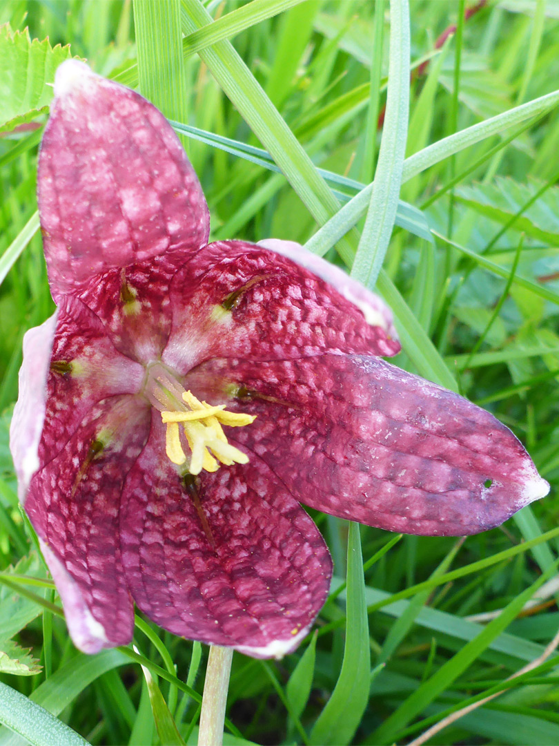 Flower, starting to wither