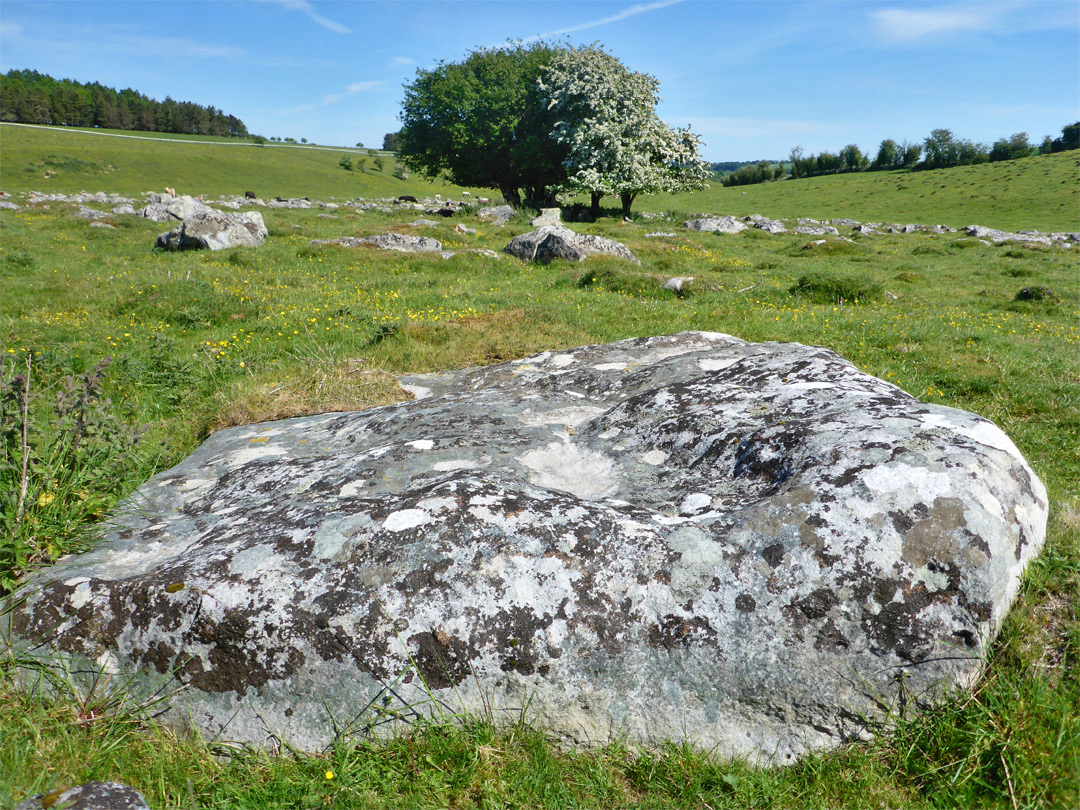 Stone and trees