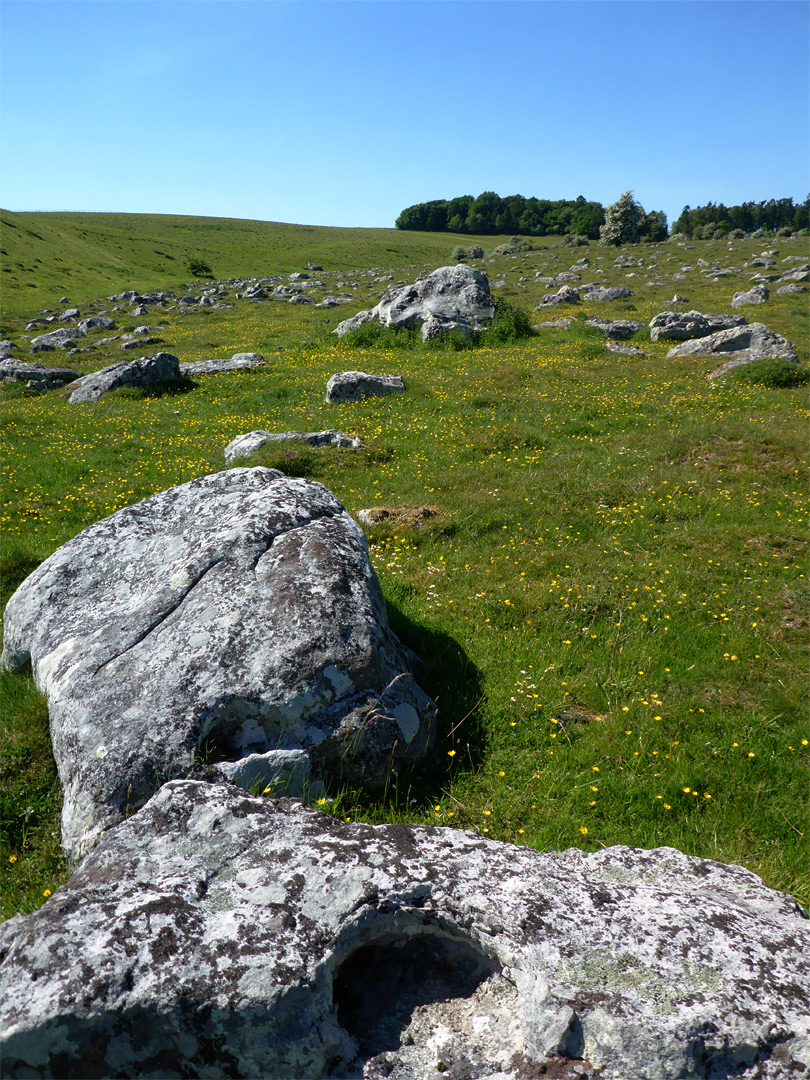 Lichen-covered stones