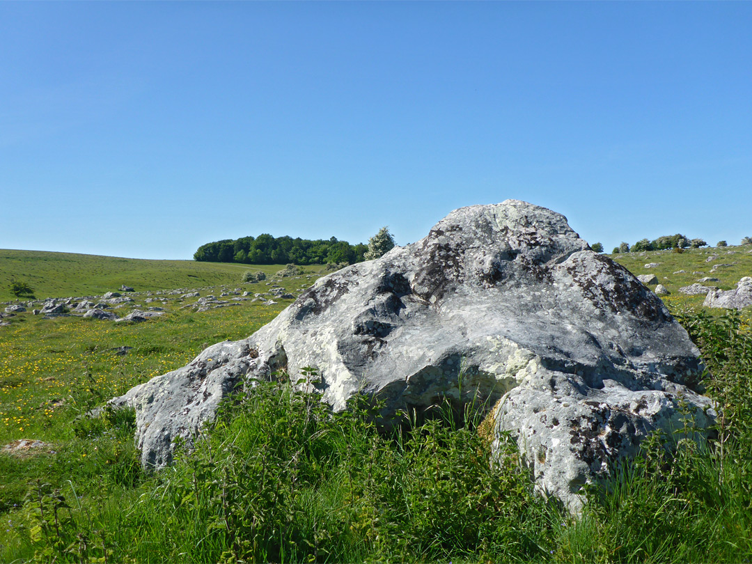 Grass around a stone