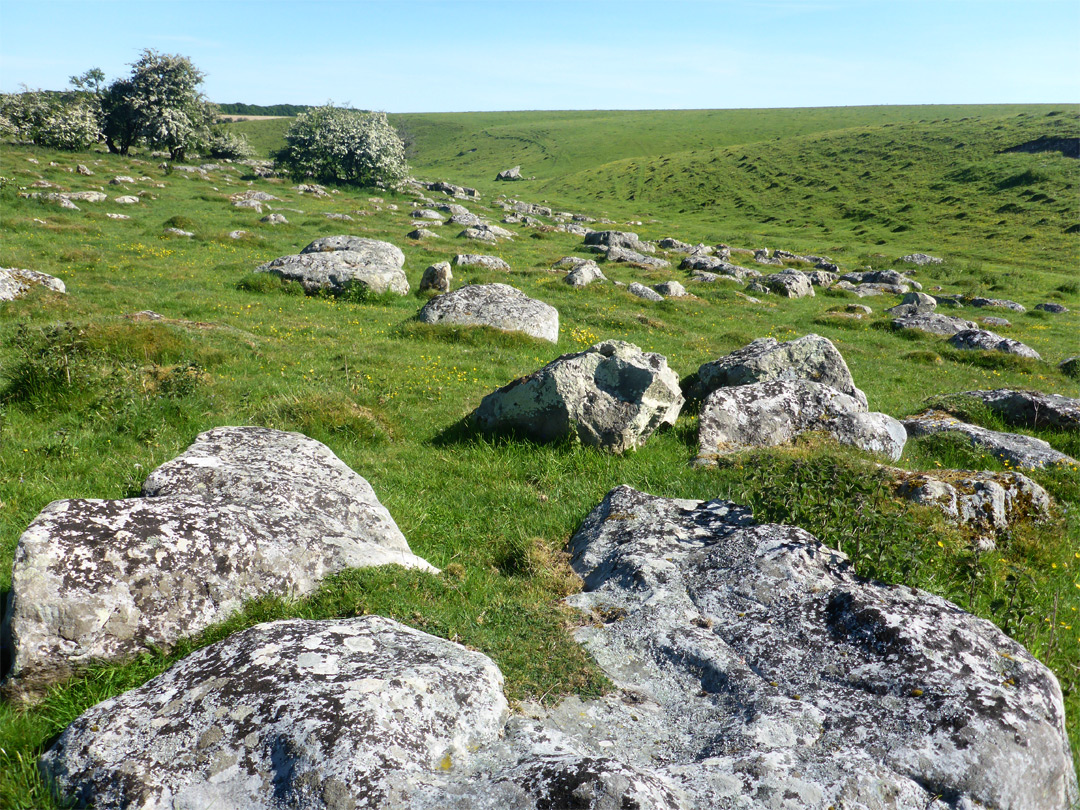 Stones and trees