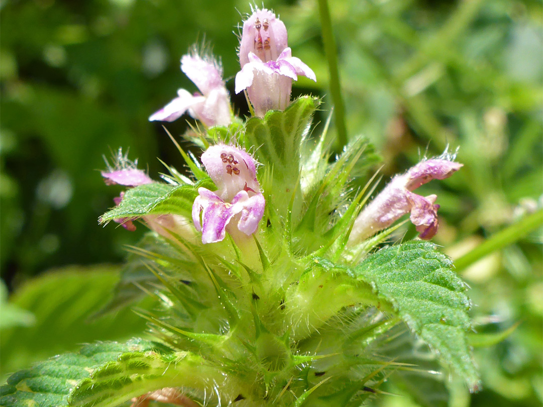 Pale pink flowers