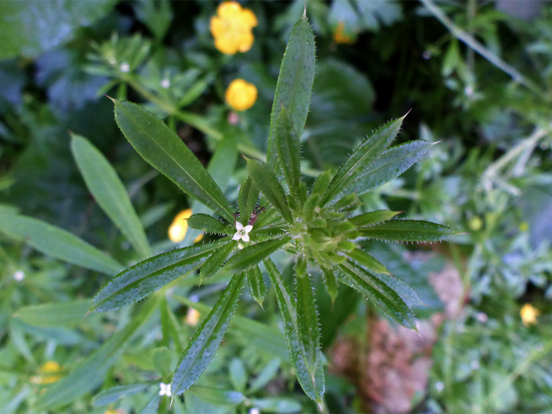 Leaves and flower