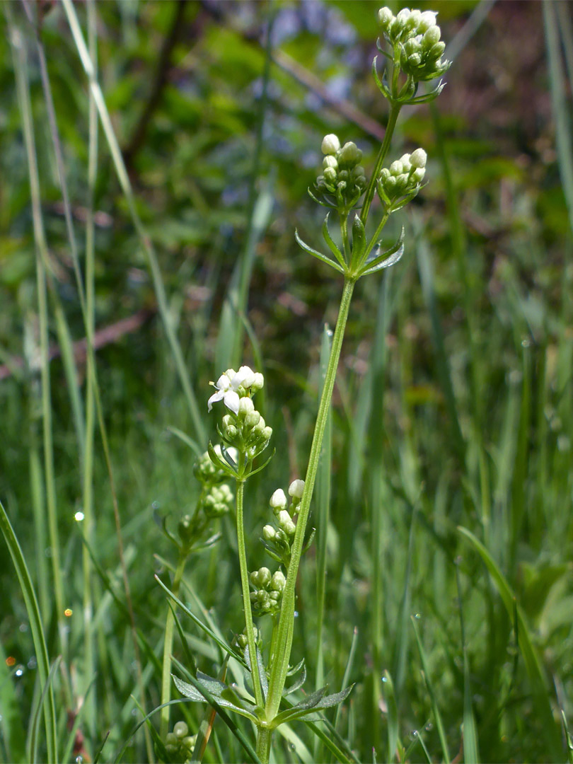 White flowers