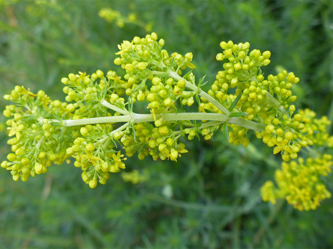 Elongated inflorescence